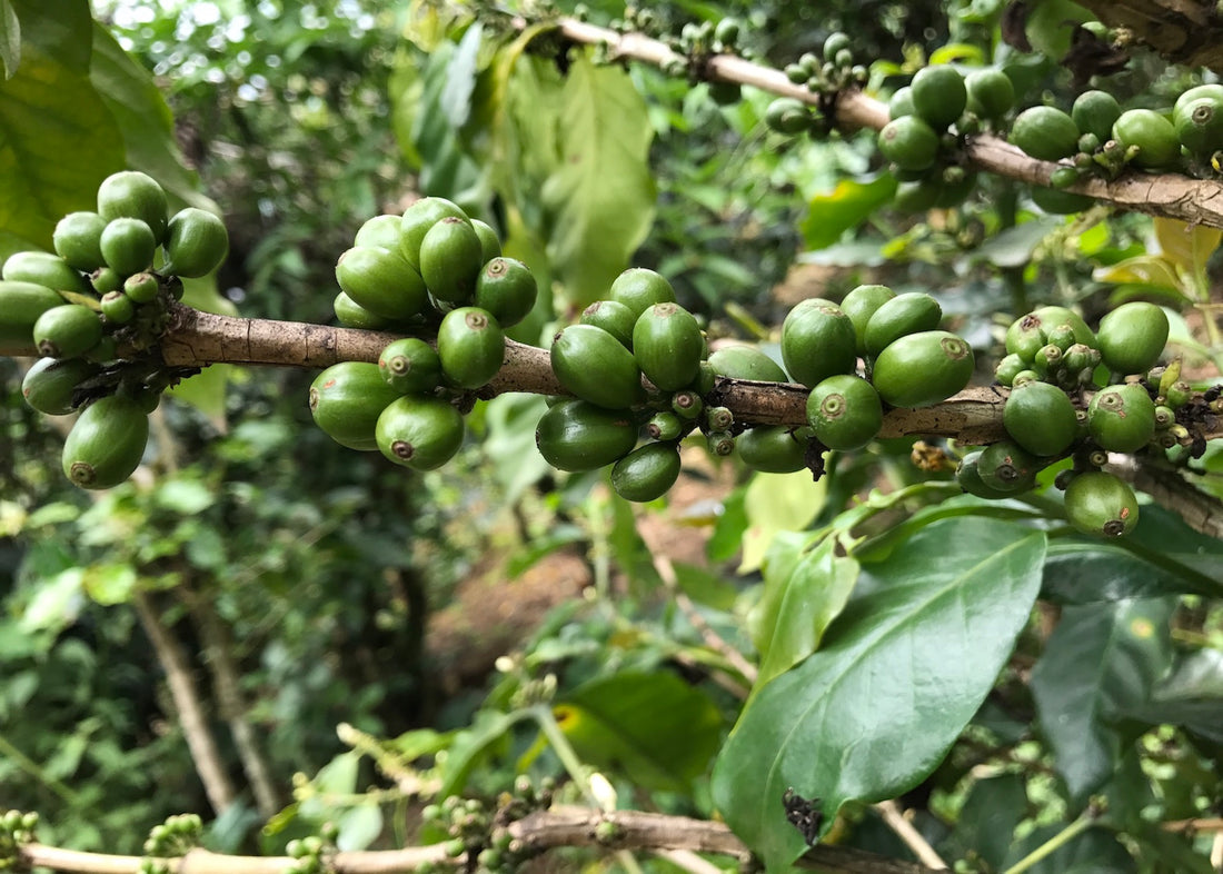 WHAT MAKES VIETNAMESE COFFEE SPECIAL?